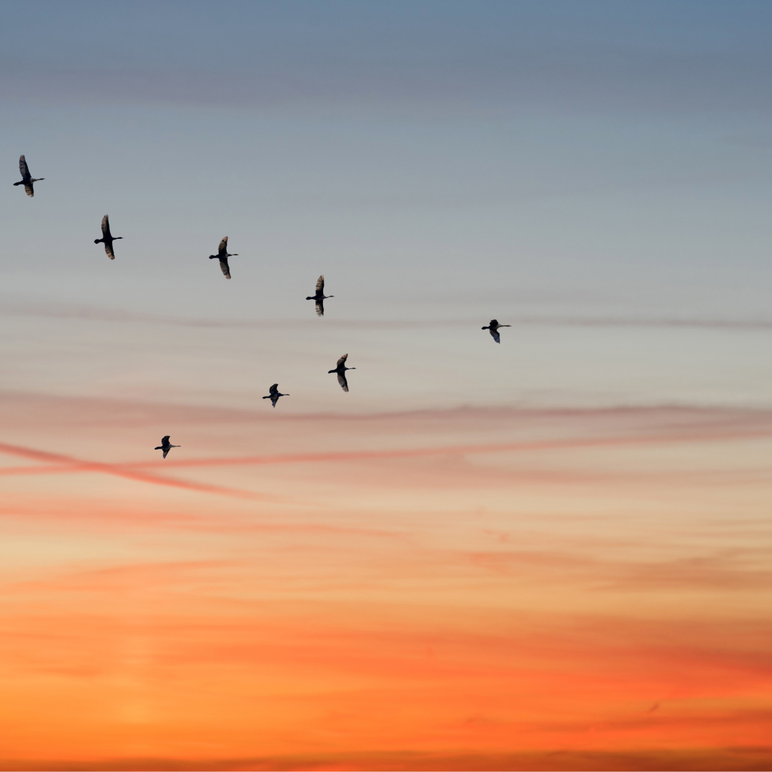 Birds flying in V formation against sunset sky